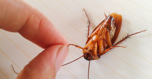 Think you might have a cockroach allergy?