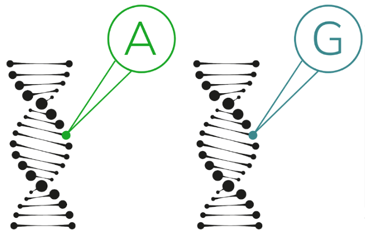pharmacogenetics results