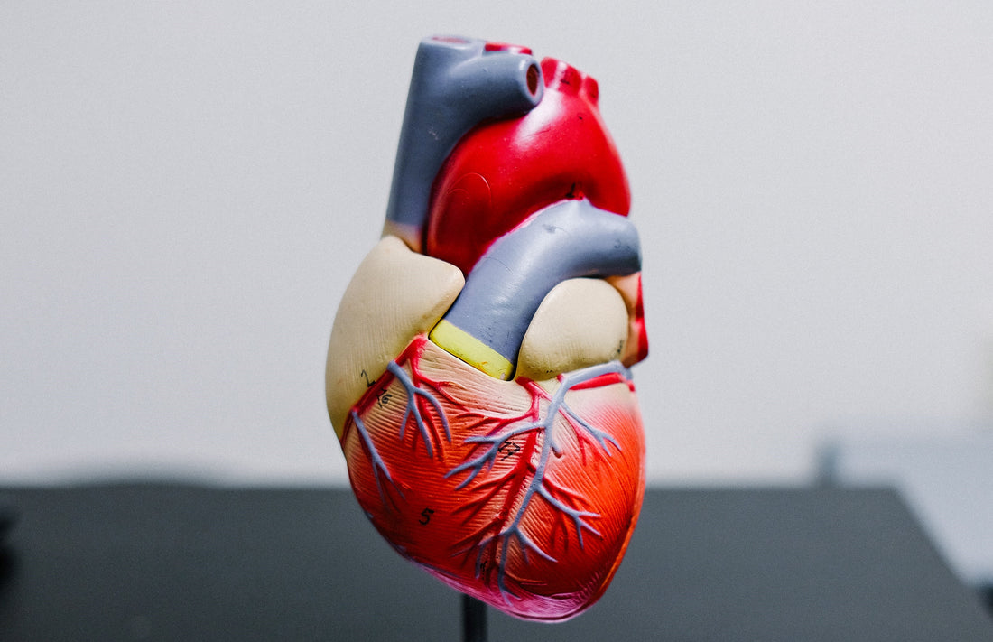 LV stroke volume and VO2 max.